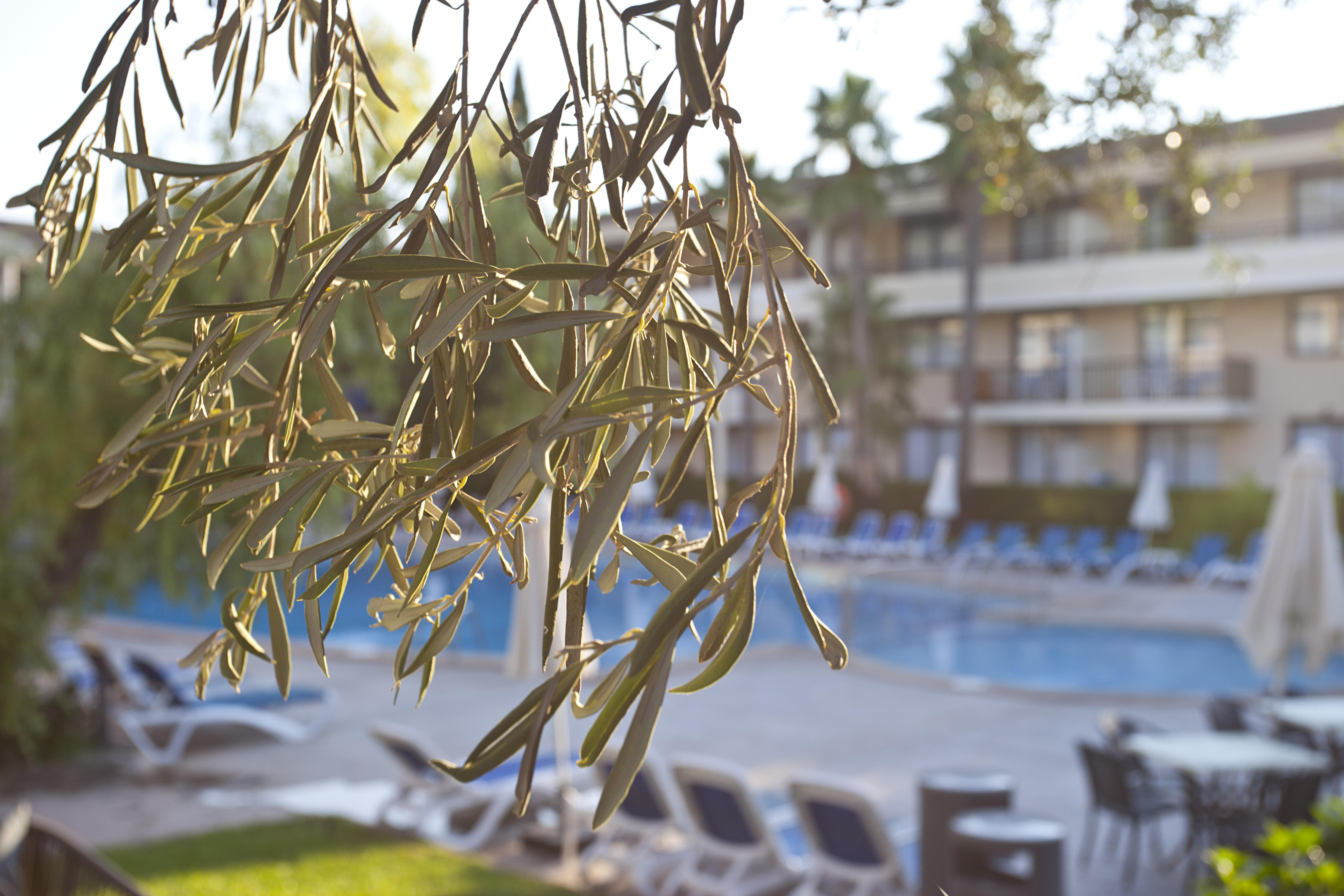 Hotel Bahia Pollensa Port de Pollença Ngoại thất bức ảnh